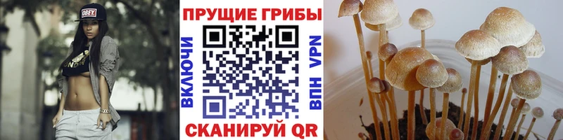как найти   Высоковск  Псилоцибиновые грибы прущие грибы 